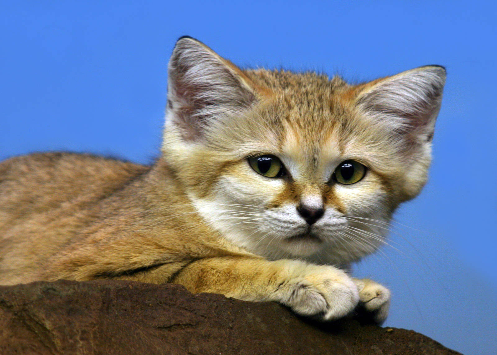 Sand Cat