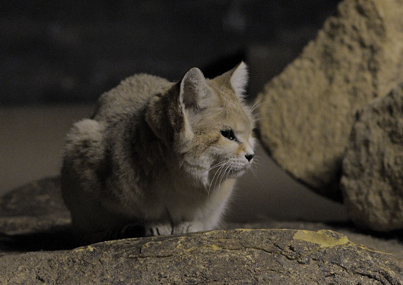 Sand cat