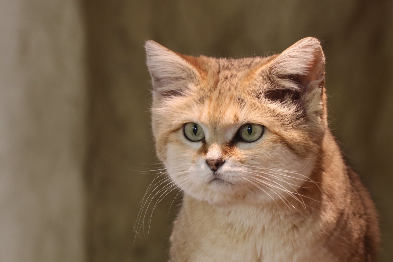 Sand cat