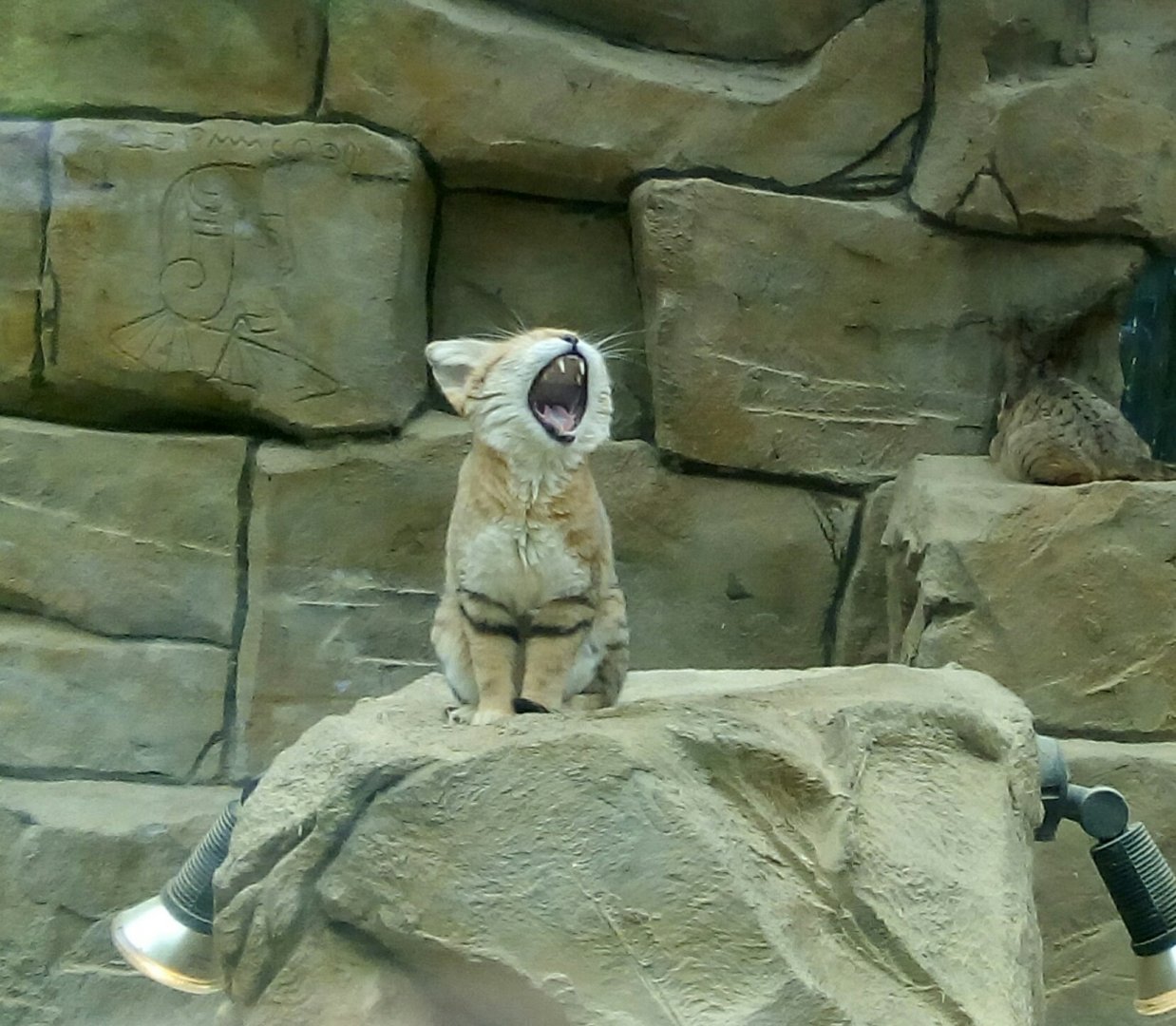 Sand Cat
