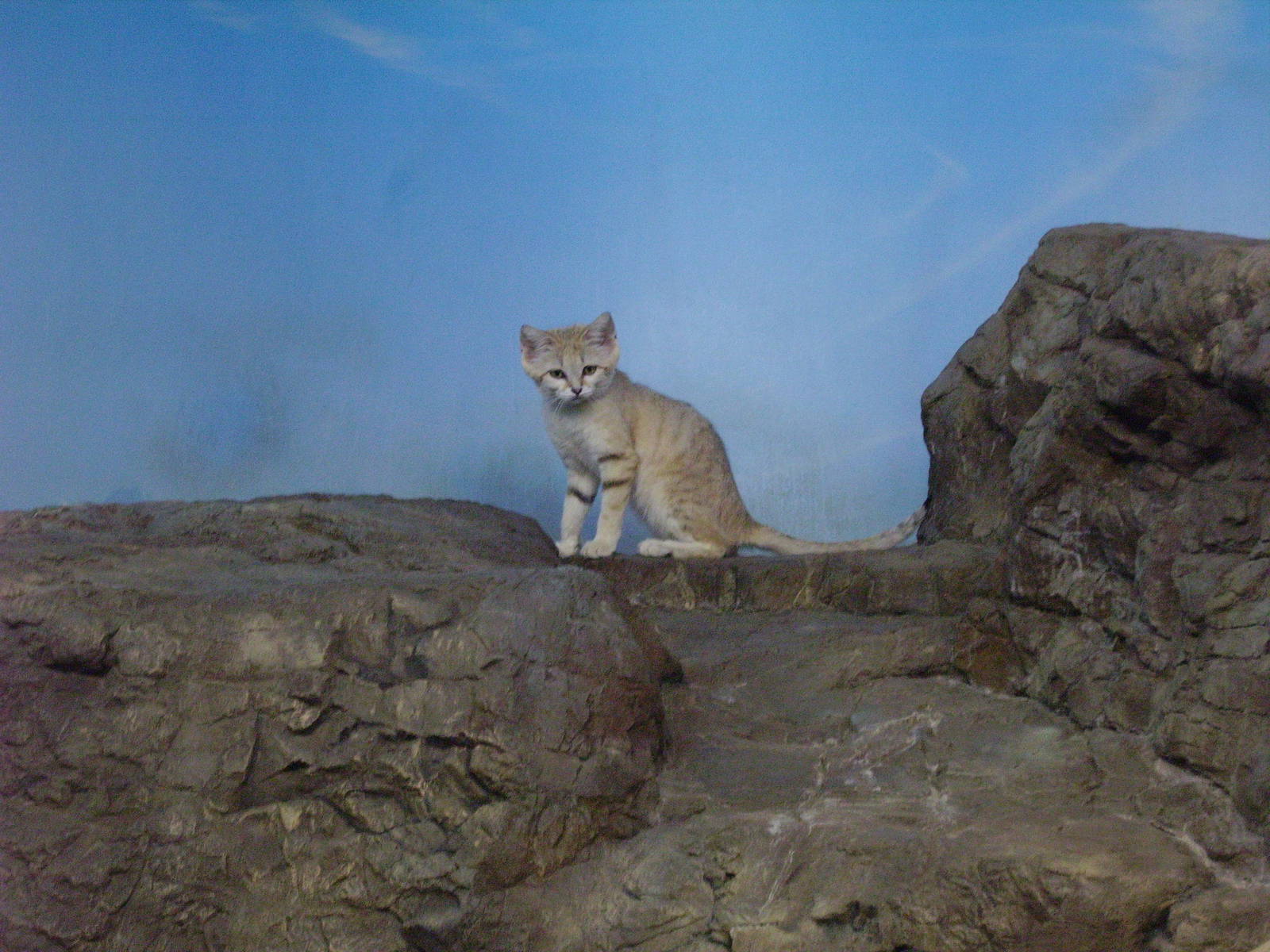 Sand Cat