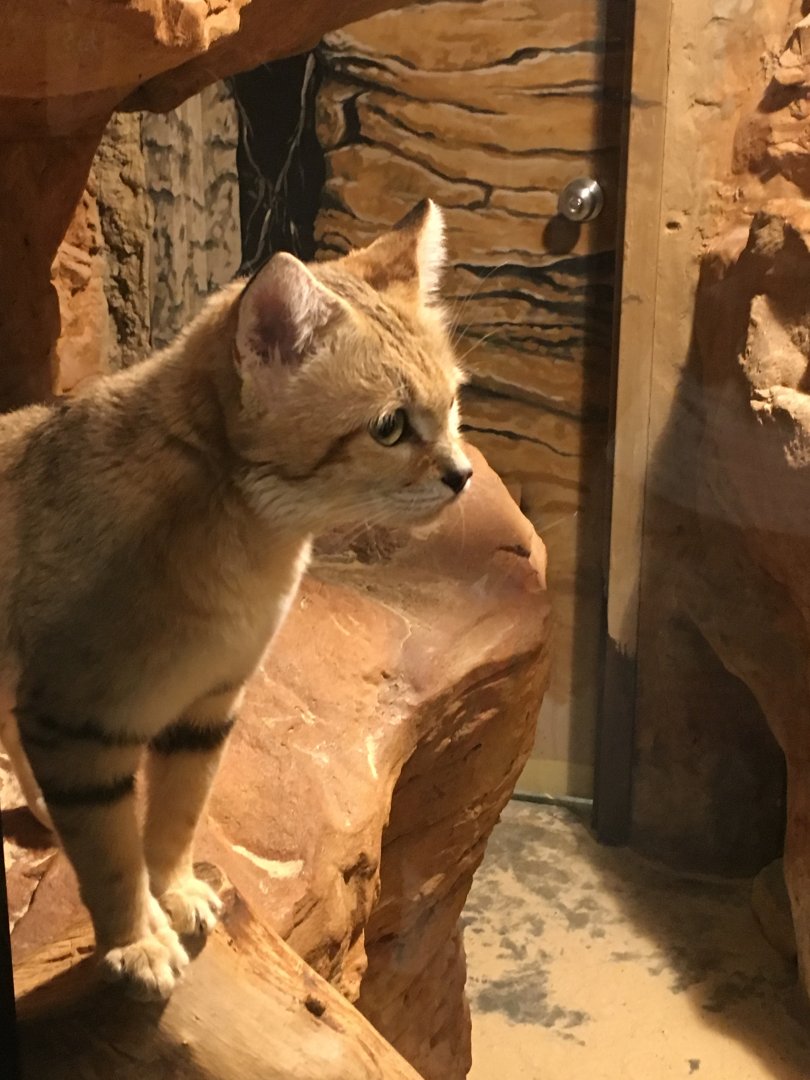 Sand Cat