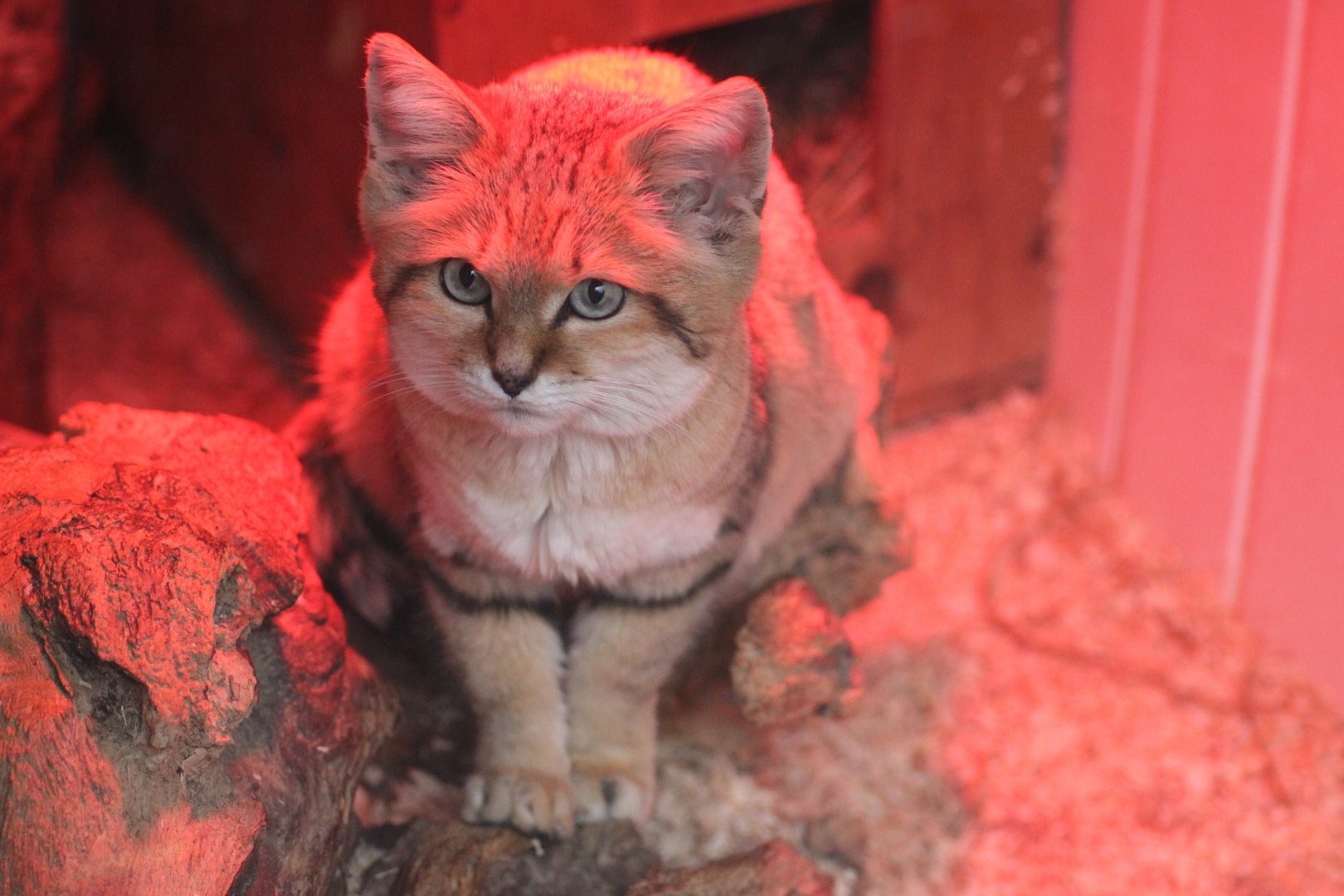 Sand Cat