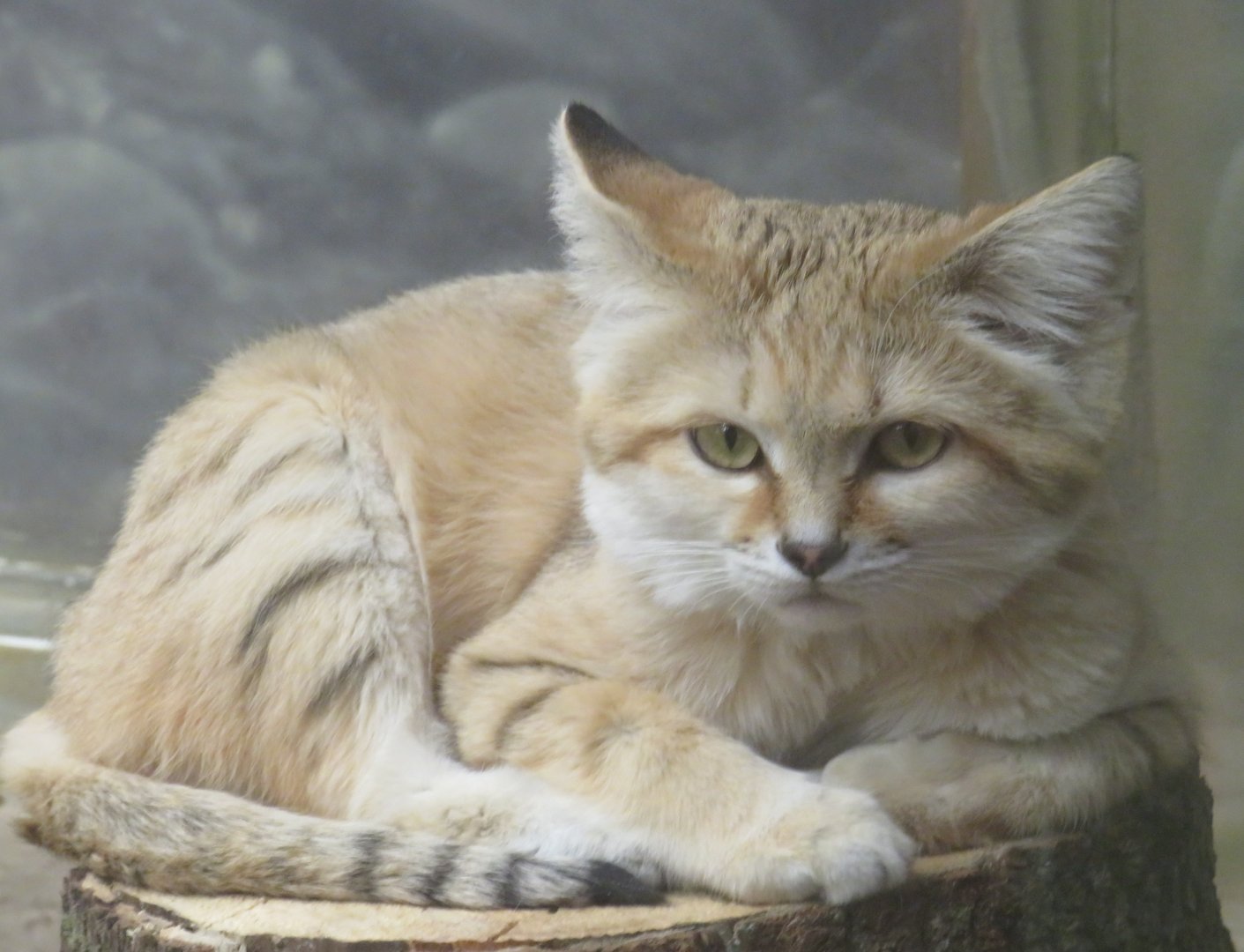 Sand cat
