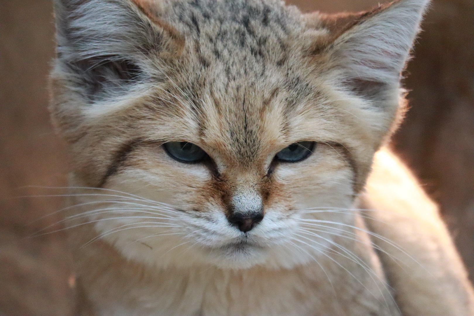 Sand cat