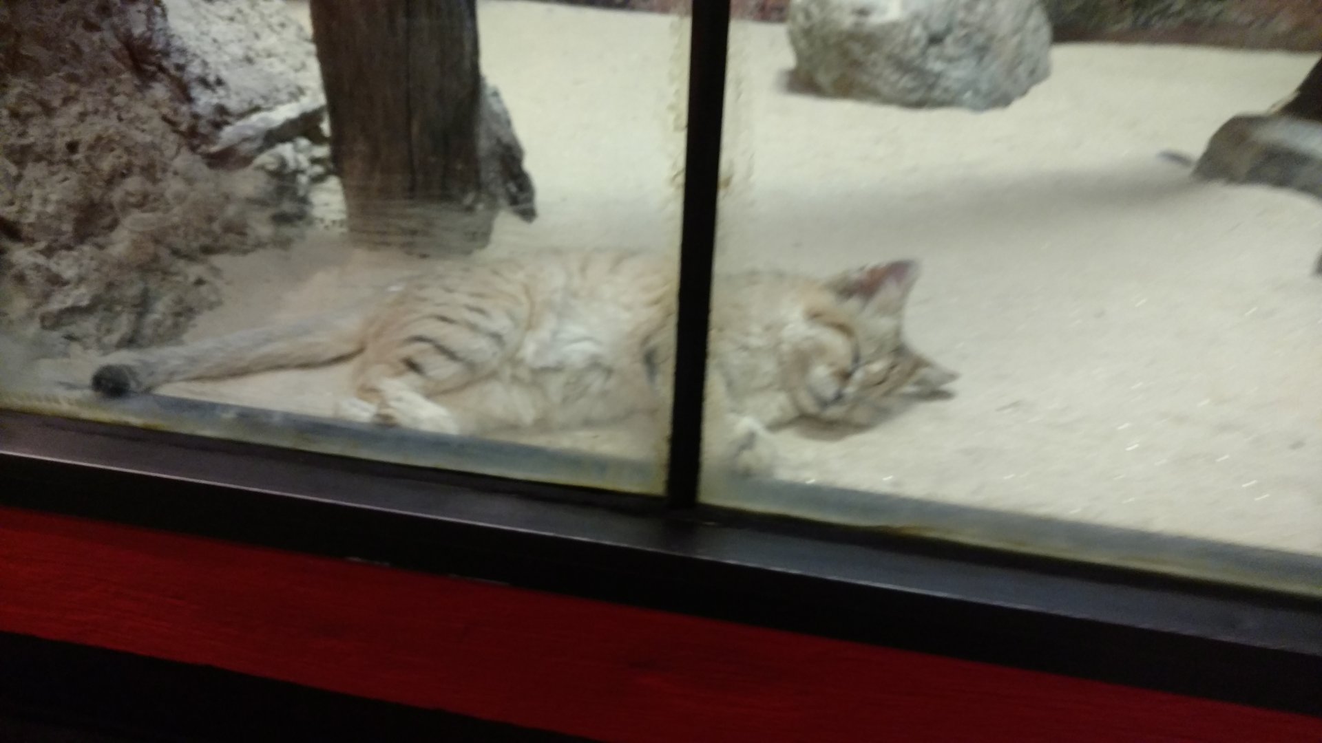 Sand Cat