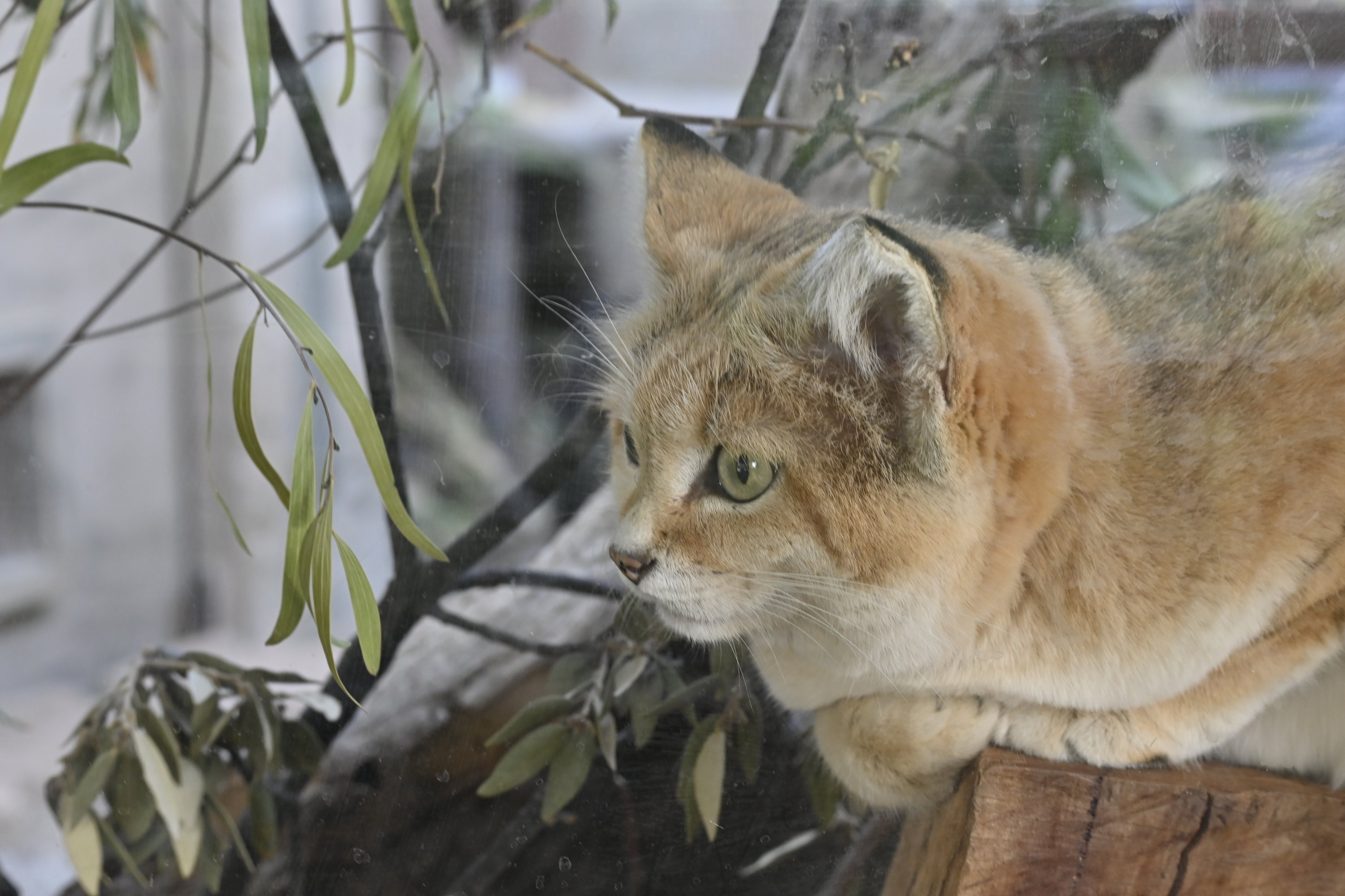 Sand Cat