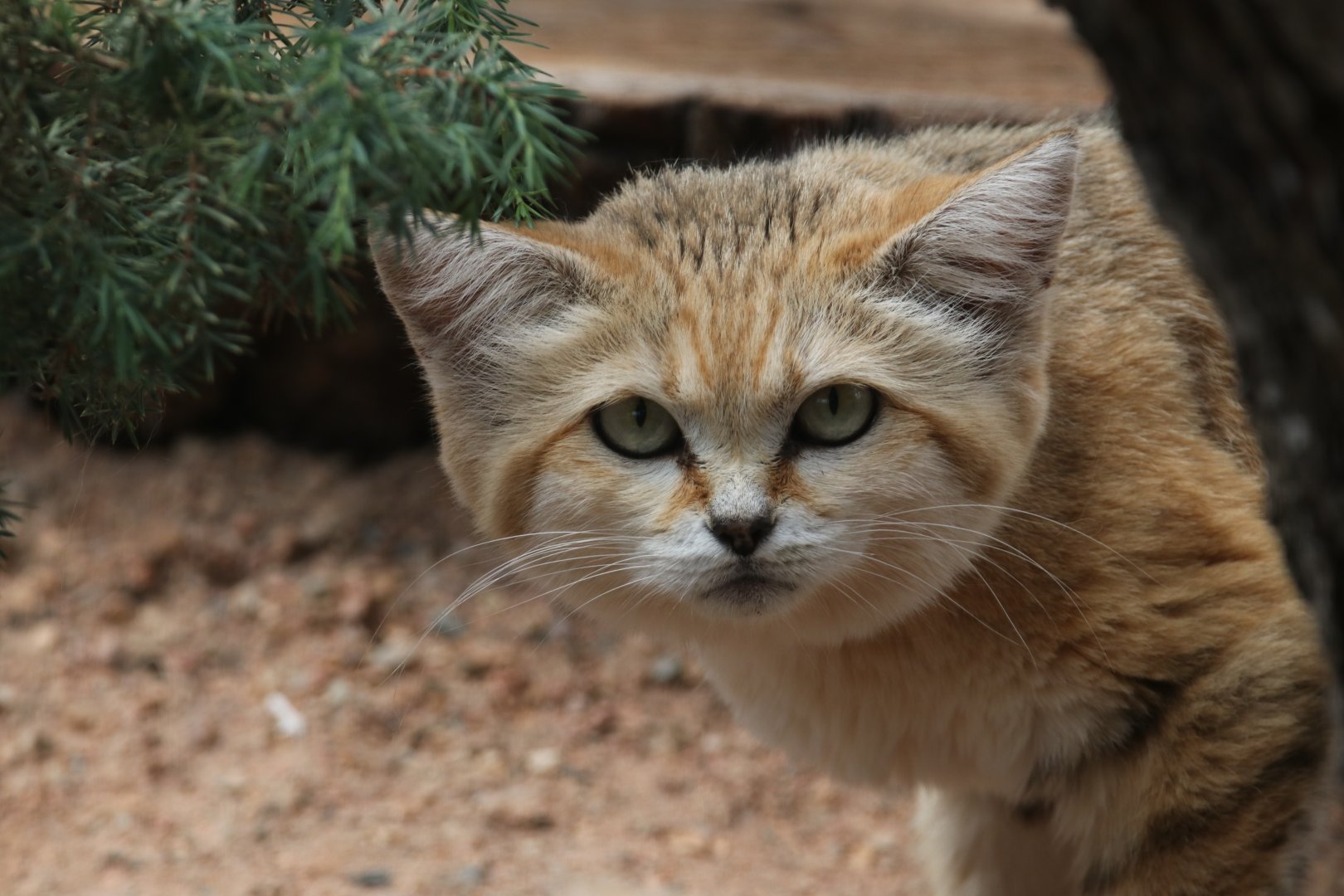 Sand Cat