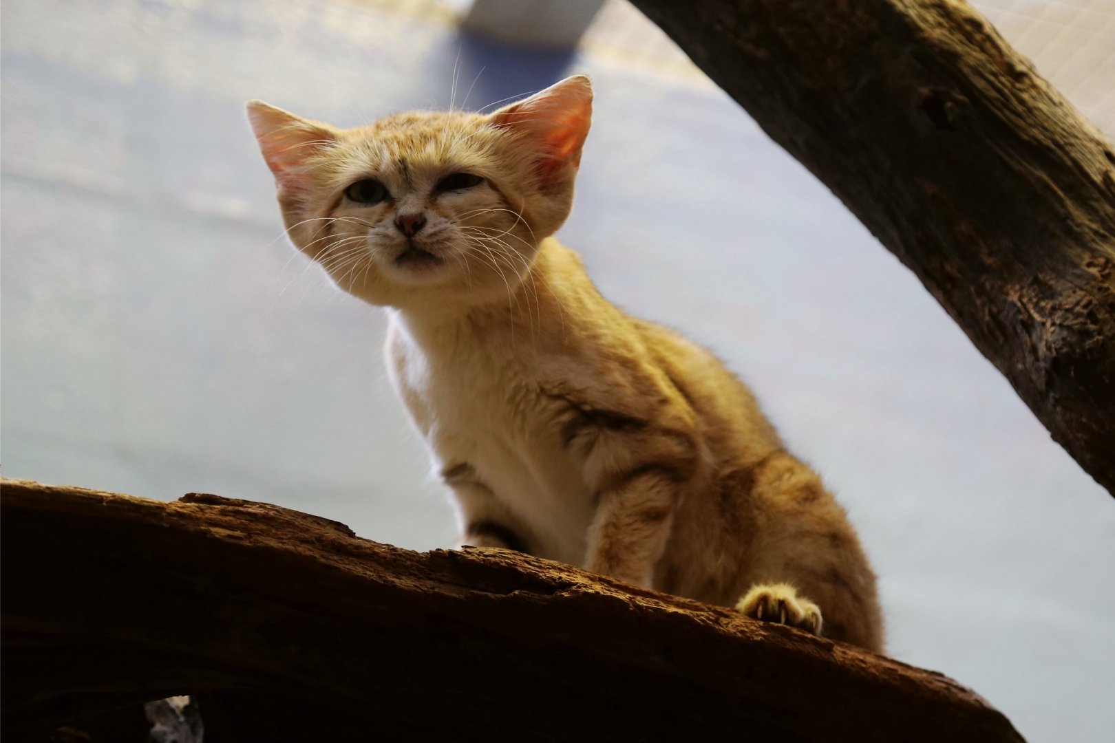 Sand Cat
