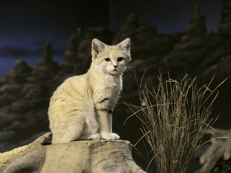 Sand cat