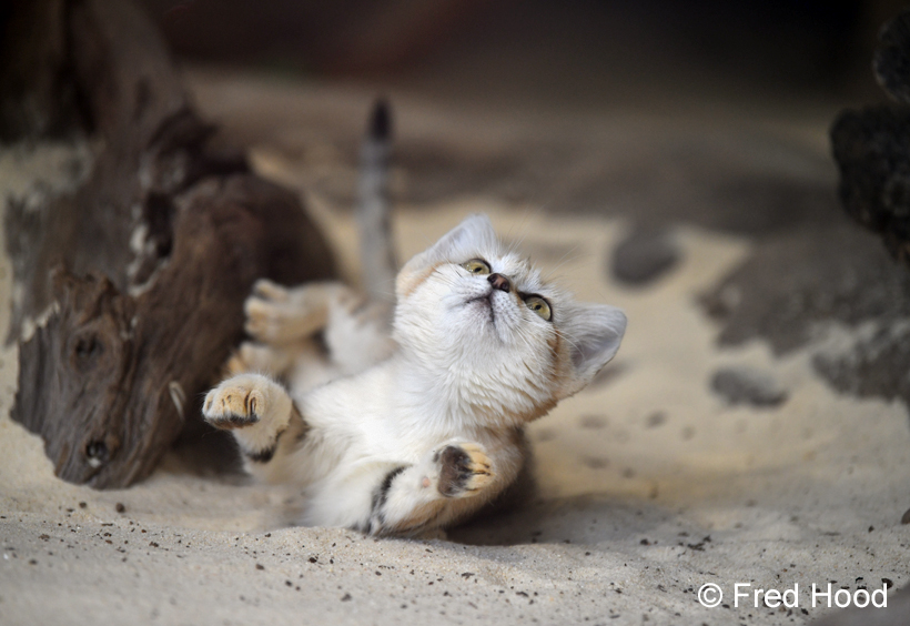 sand cat