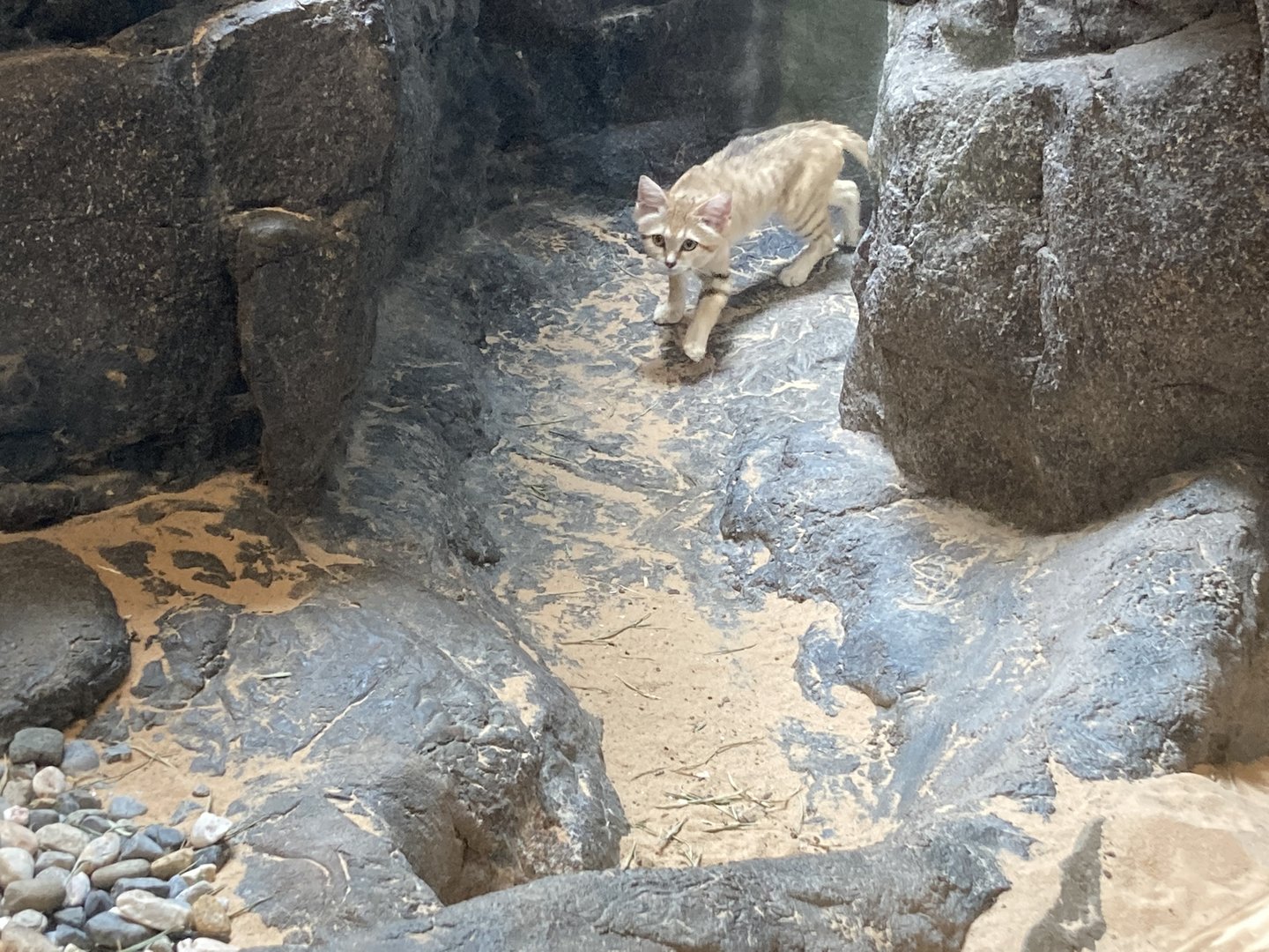 Sand Cat