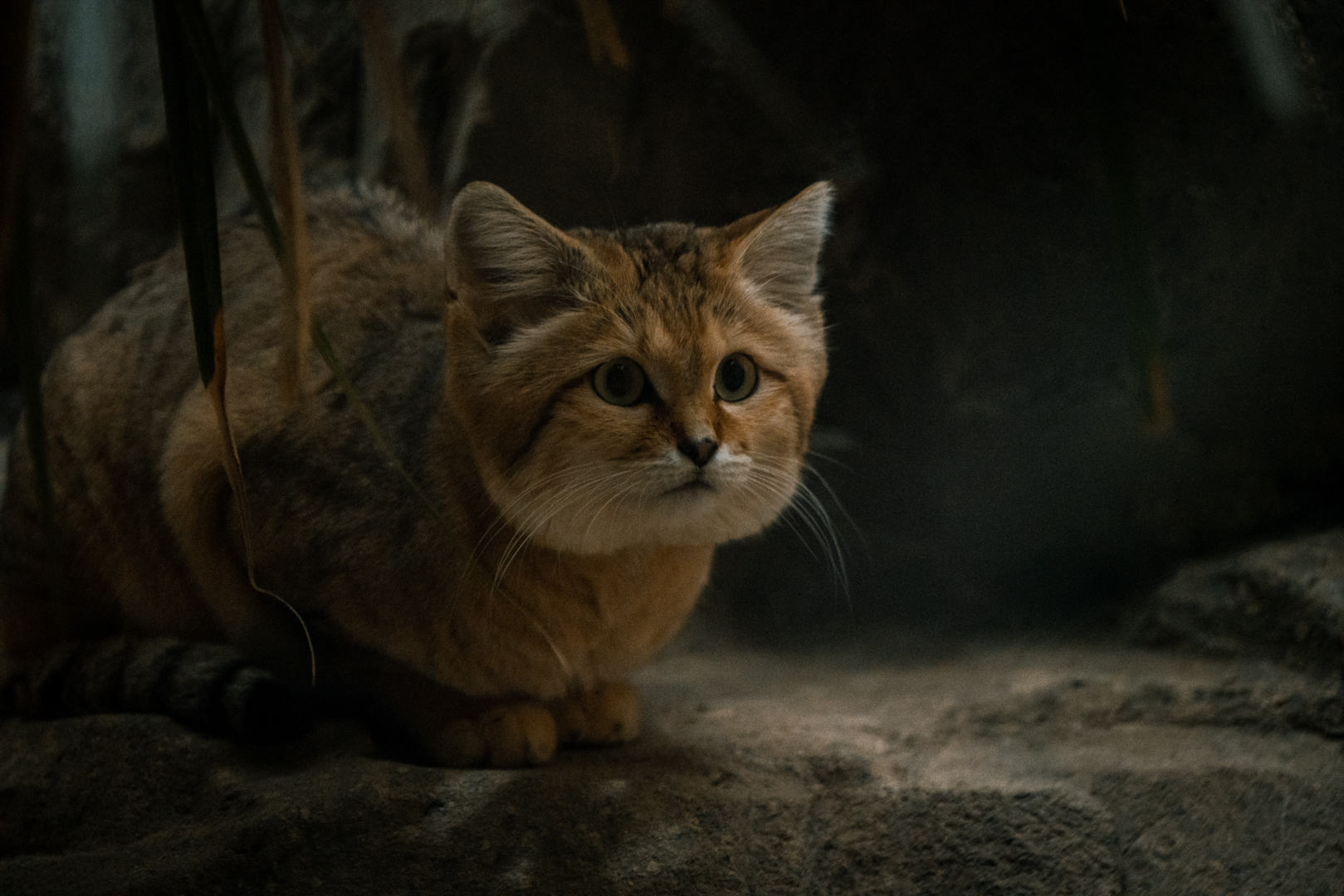 Sand Cat
