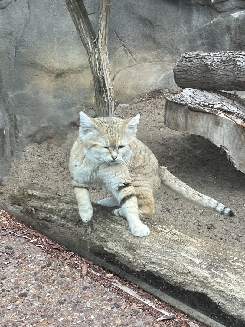 Sand Cat