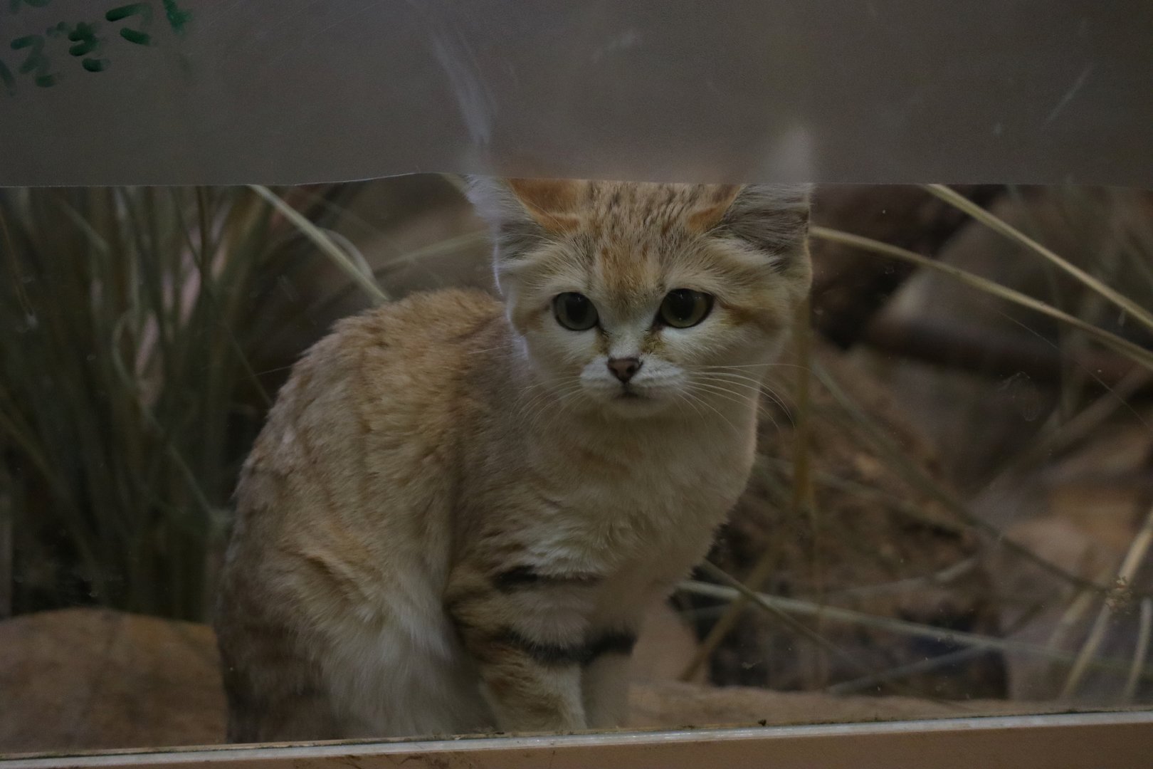 Sand cat