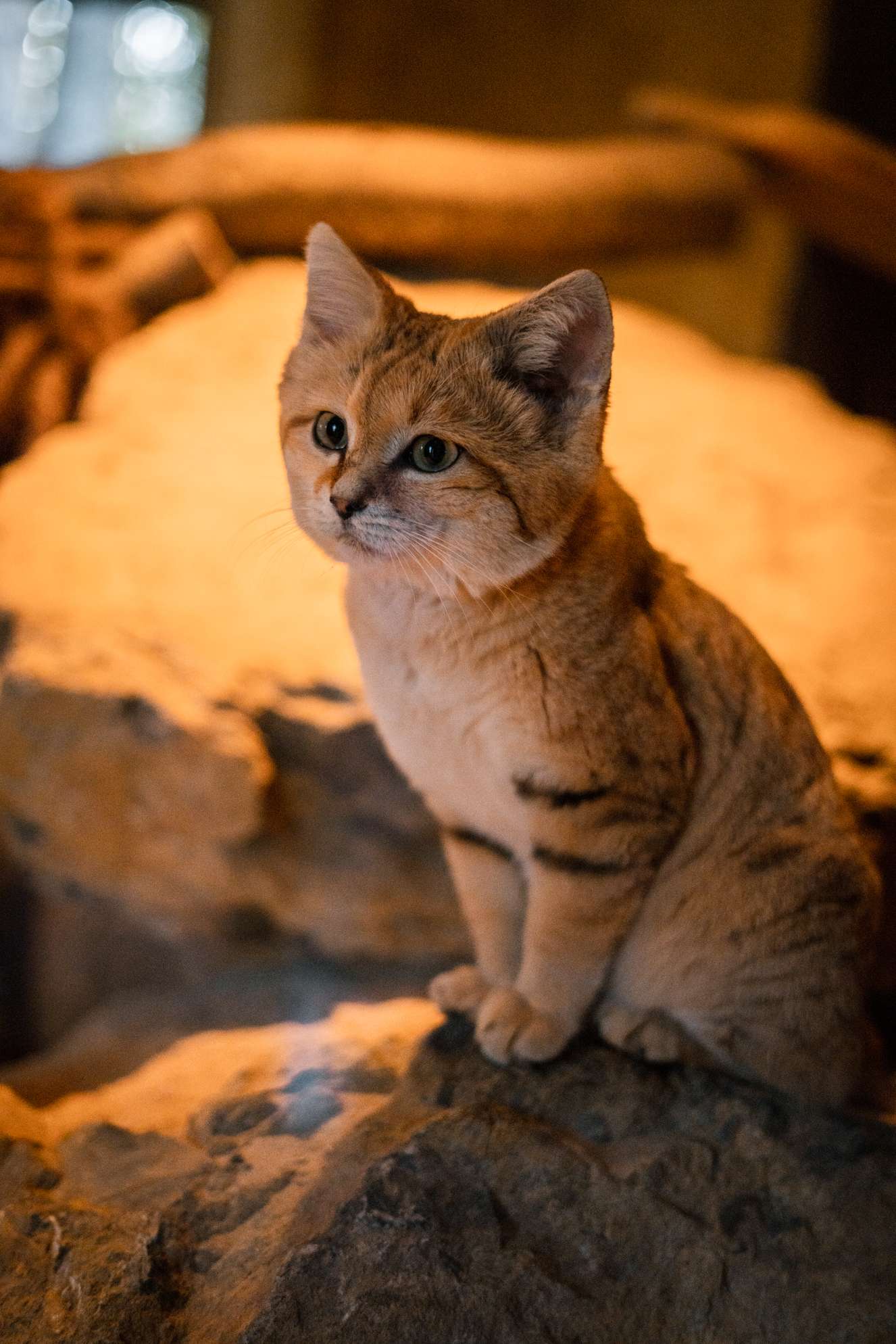 Sand Cat
