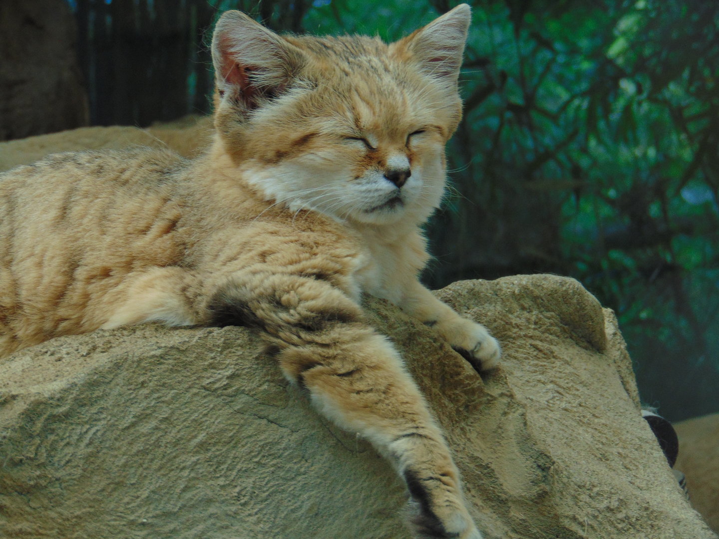 Sand Cat