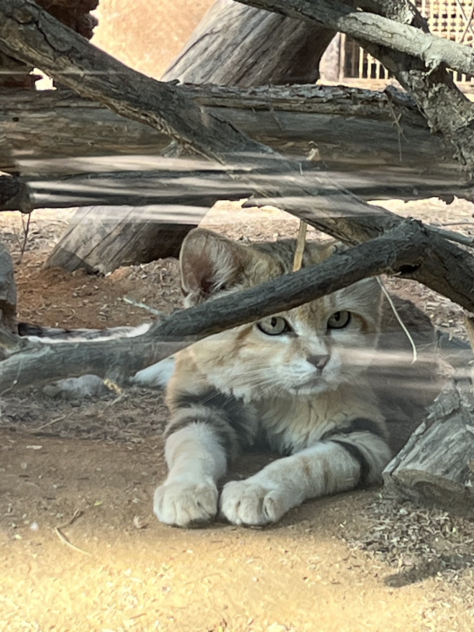Sand Cat