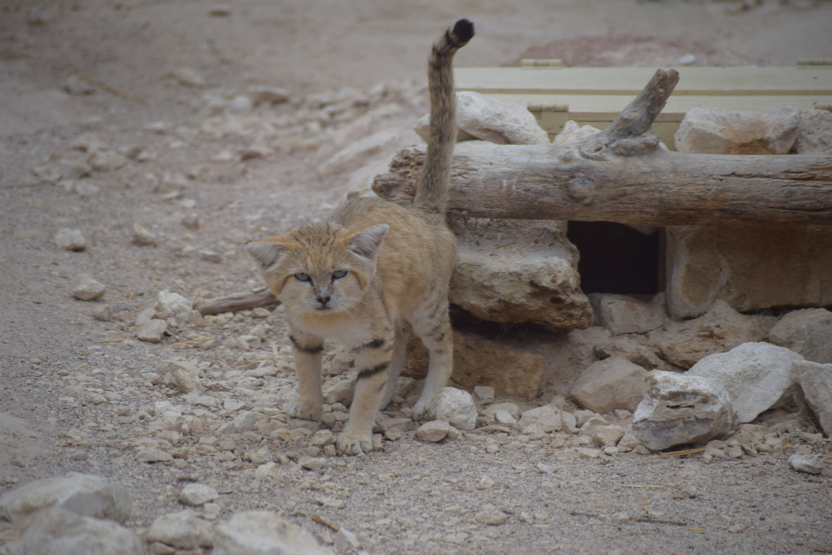 Sand cat