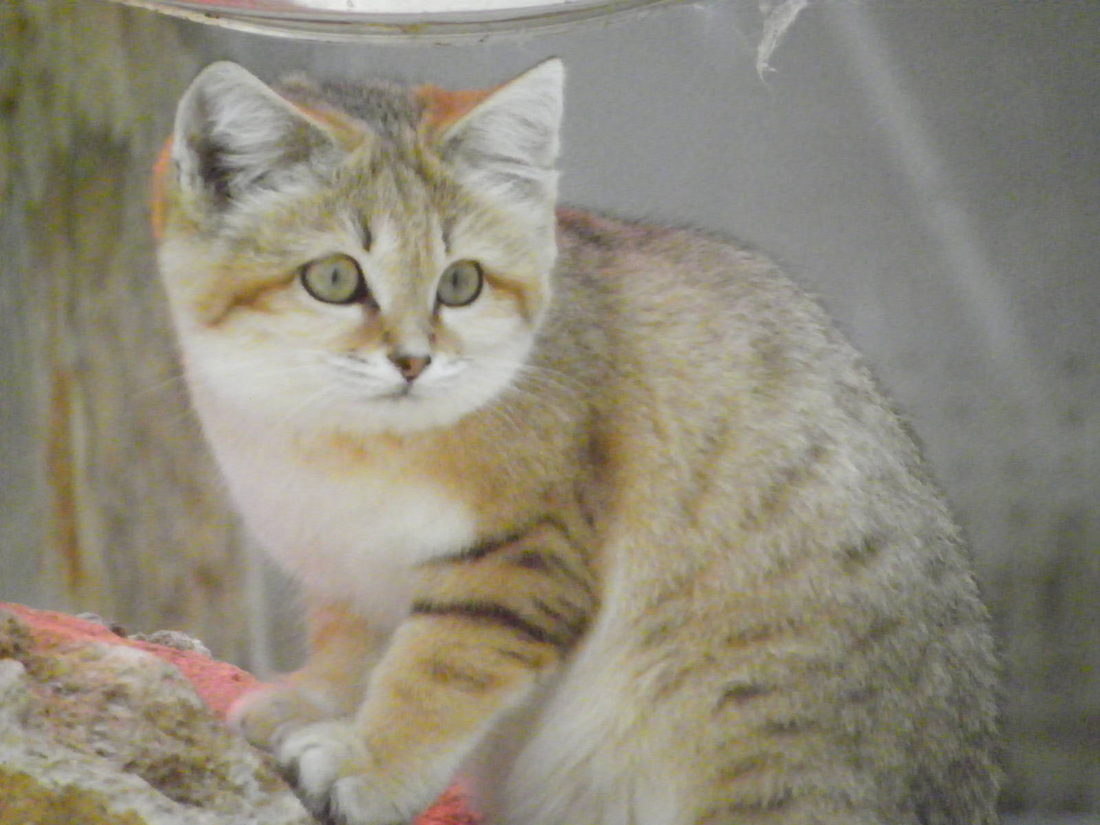 Sand cat