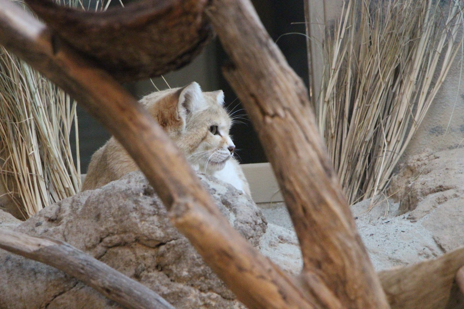 Sand Cat