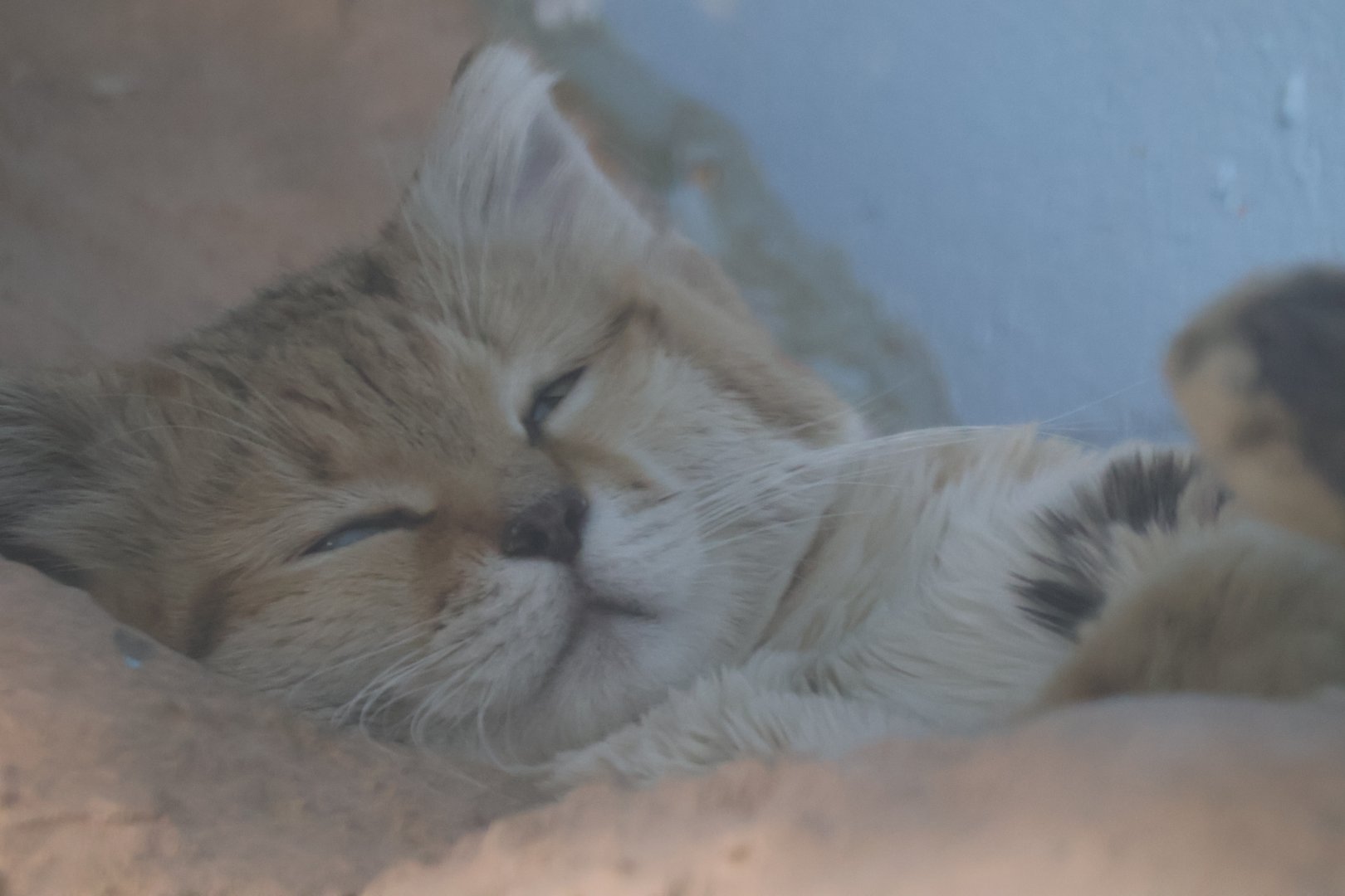 Sand Cat