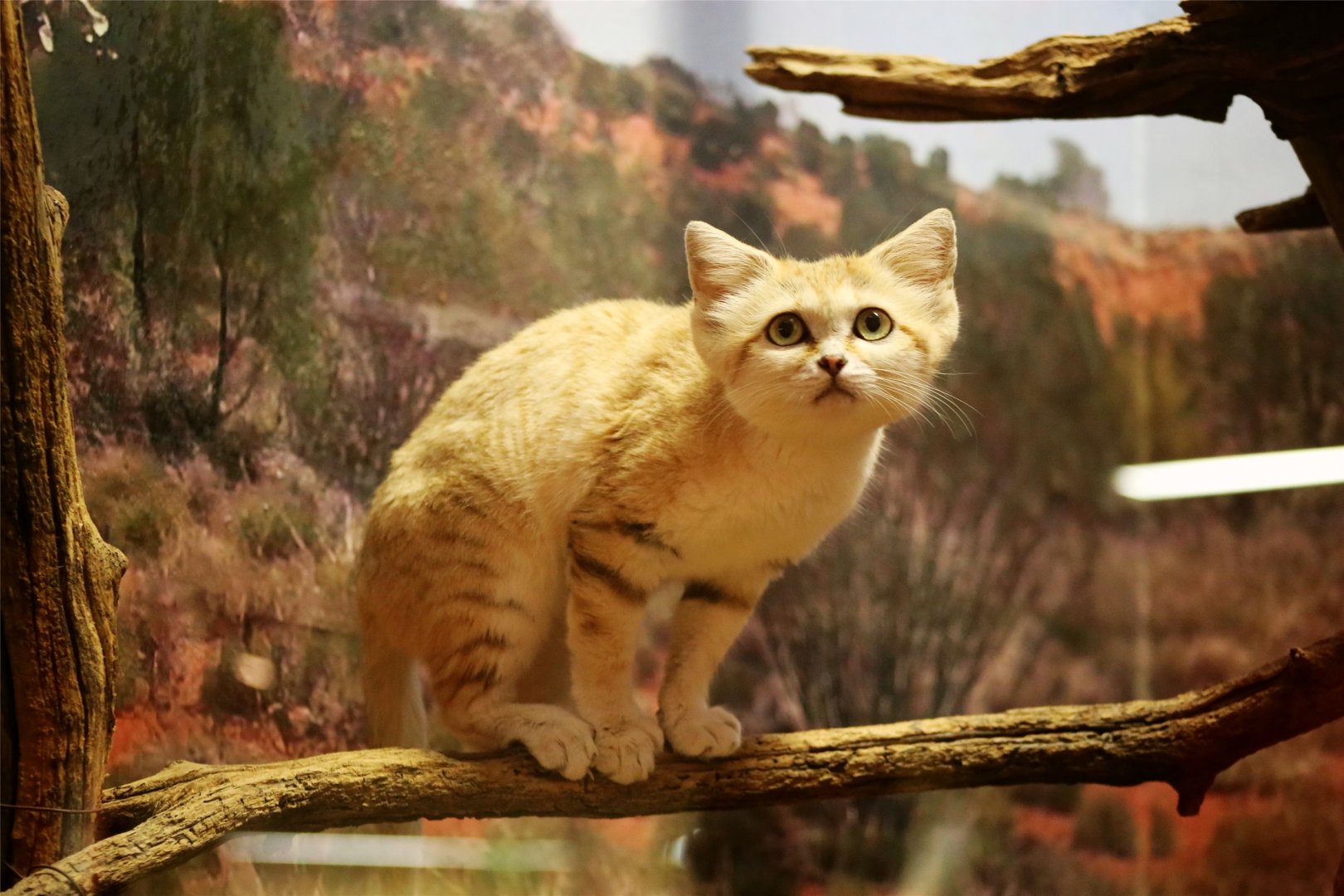 Sand Cat
