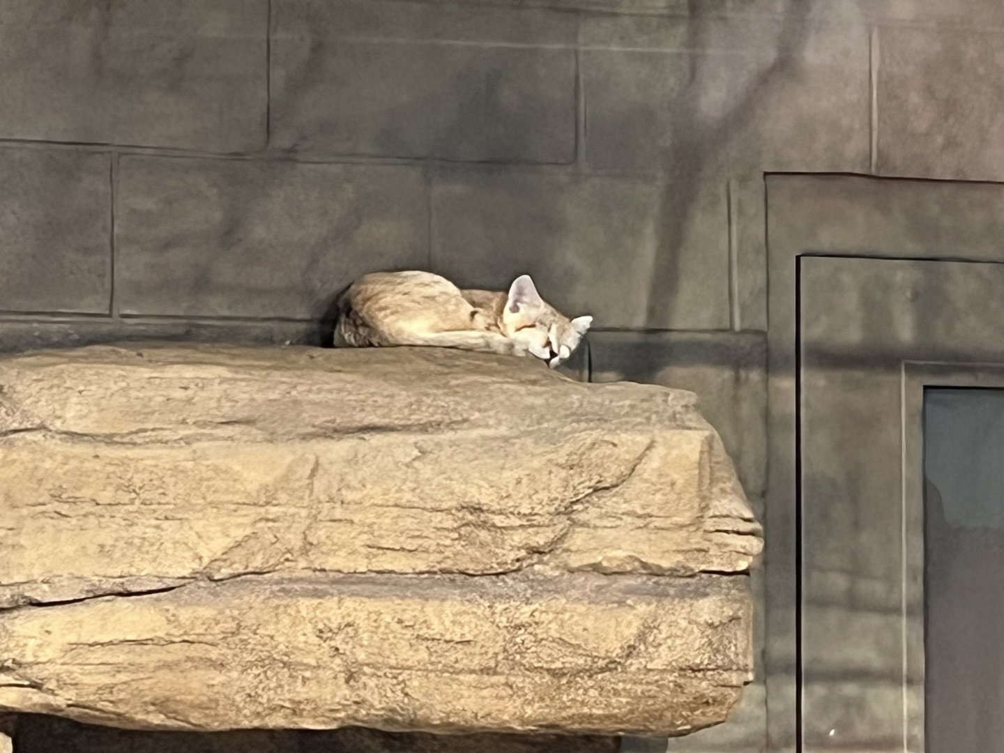 Sand Cat
