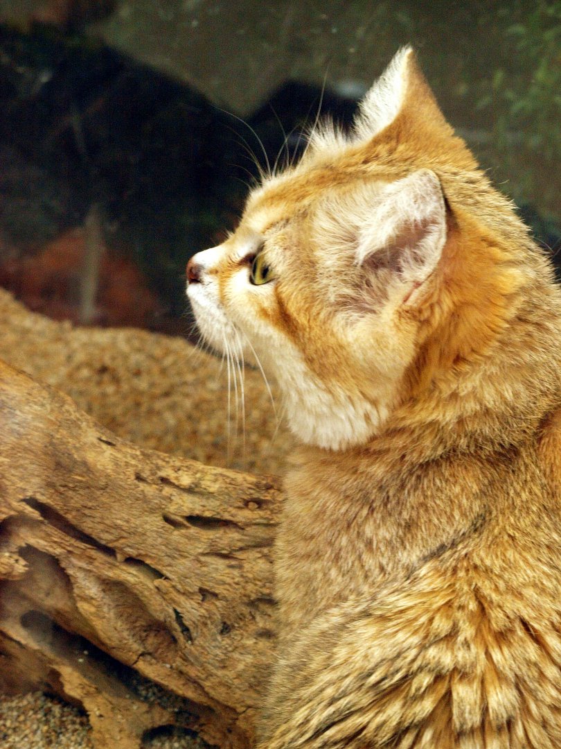 Sand cat