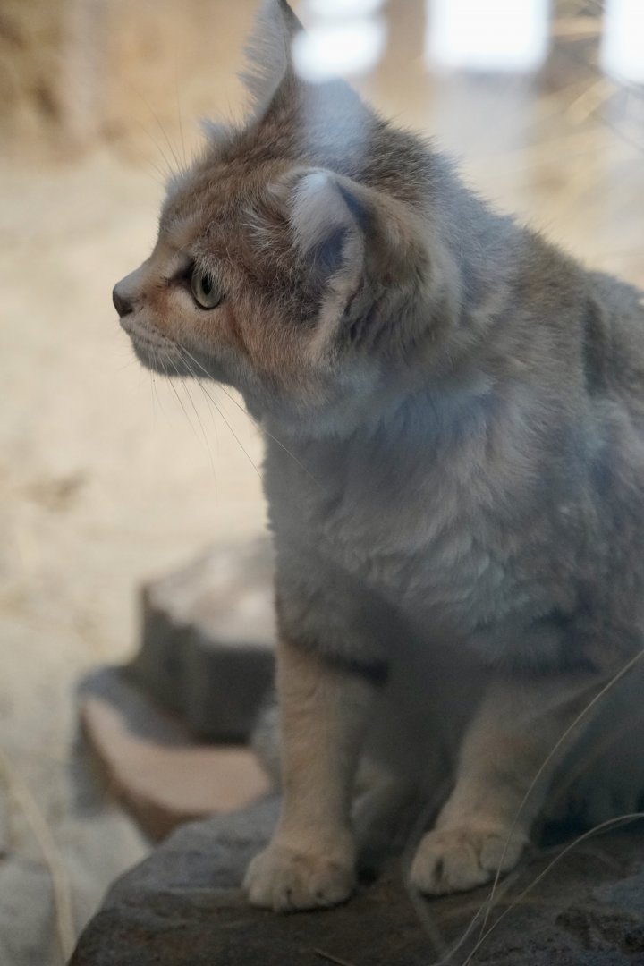 Sand Cat