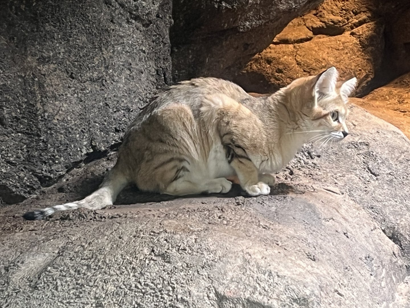 Sand Cat