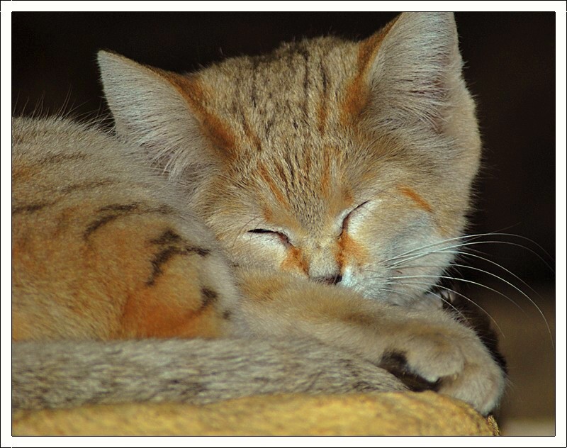 Sand Cat