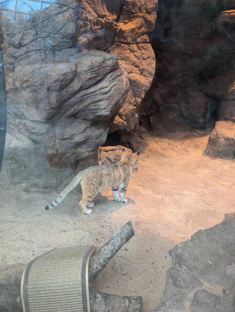 Sand Cat