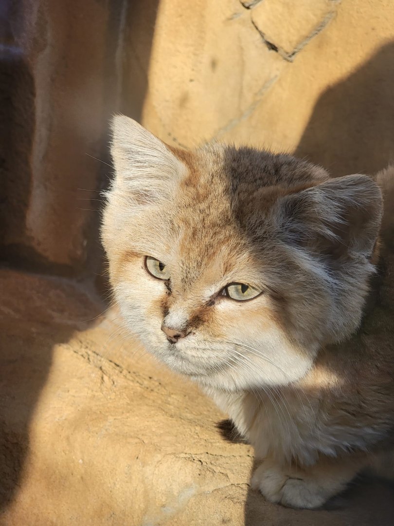 Sand Cat