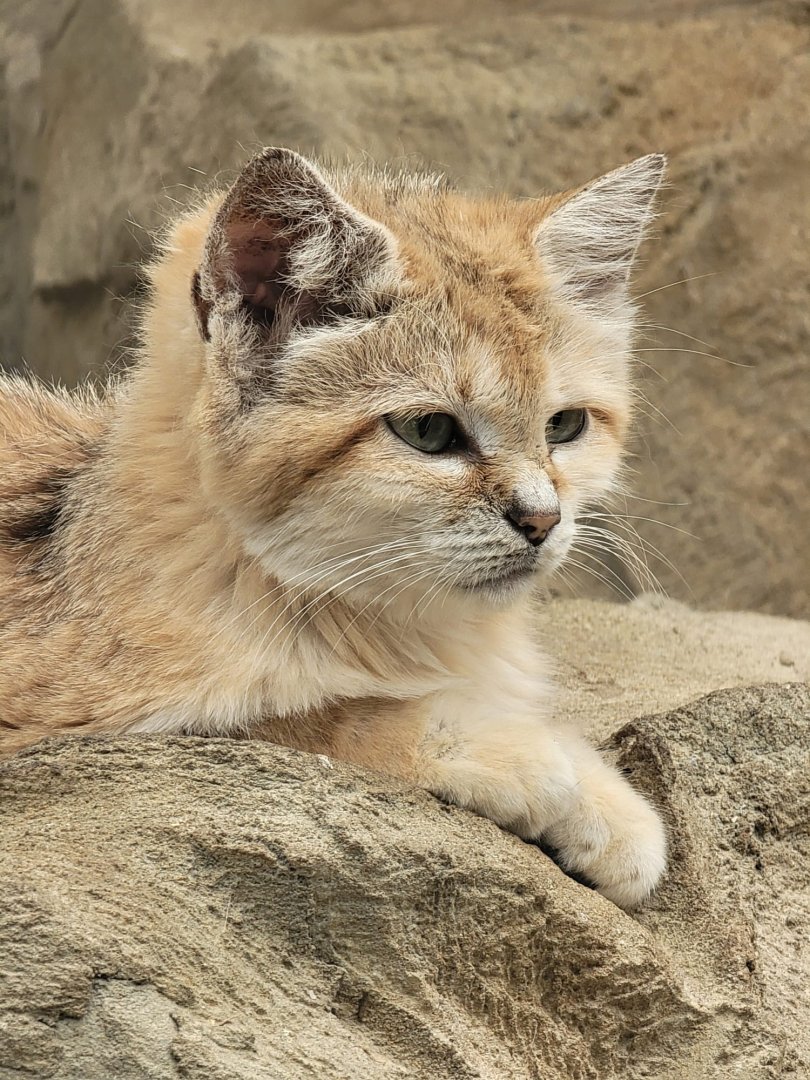 Sand Cat