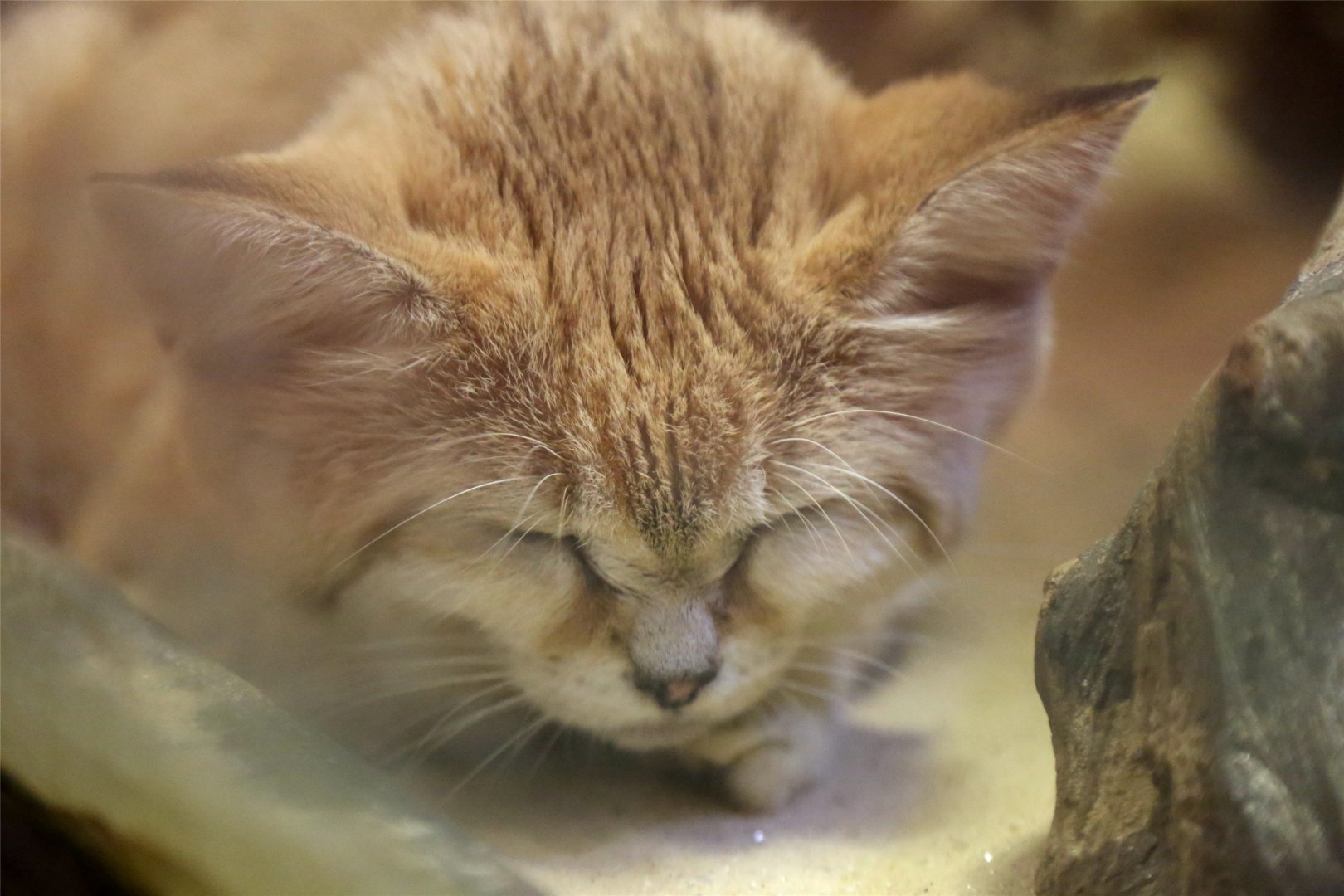 Sand Cat
