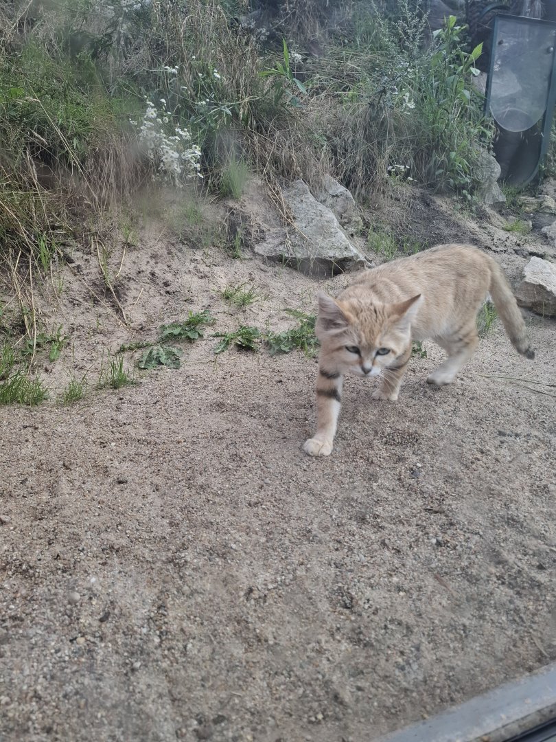 Sand Cat