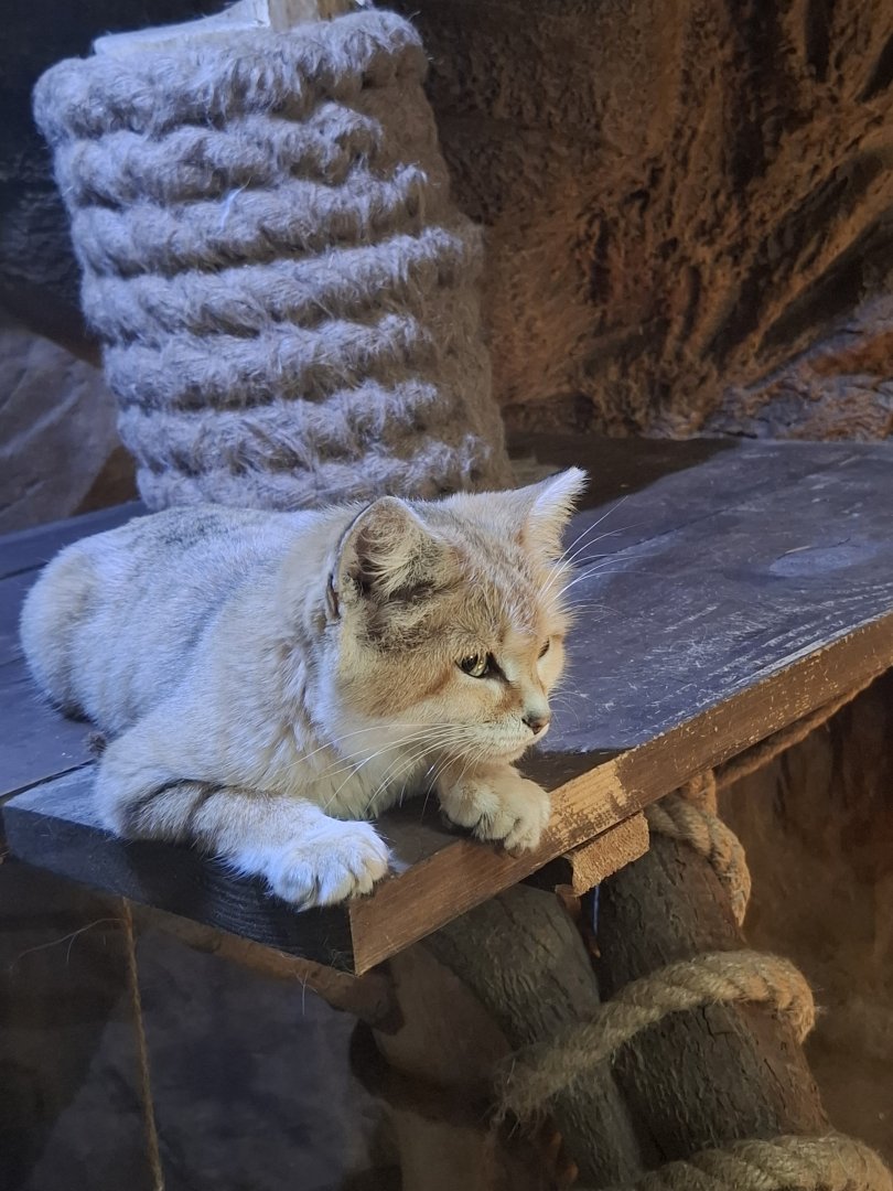 Sand Cat