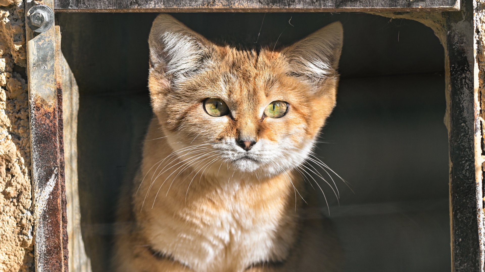 Sand cat