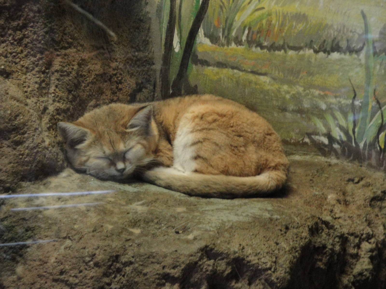 Sand Cat