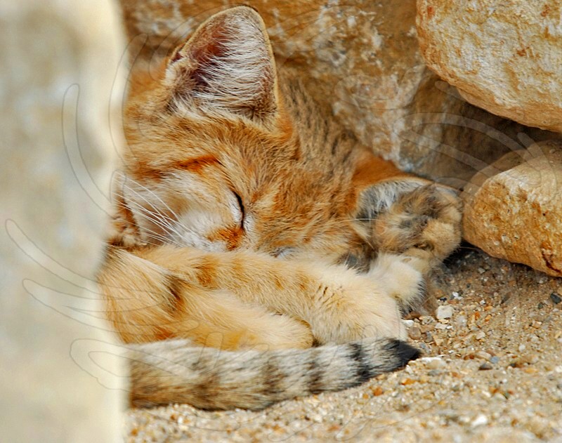 Sand Cat
