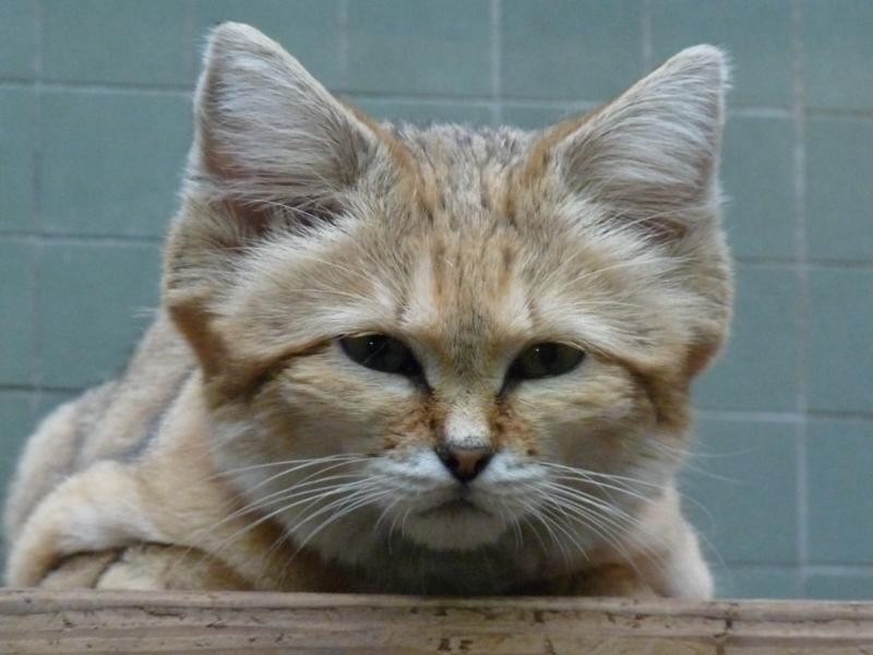 Sand Cat