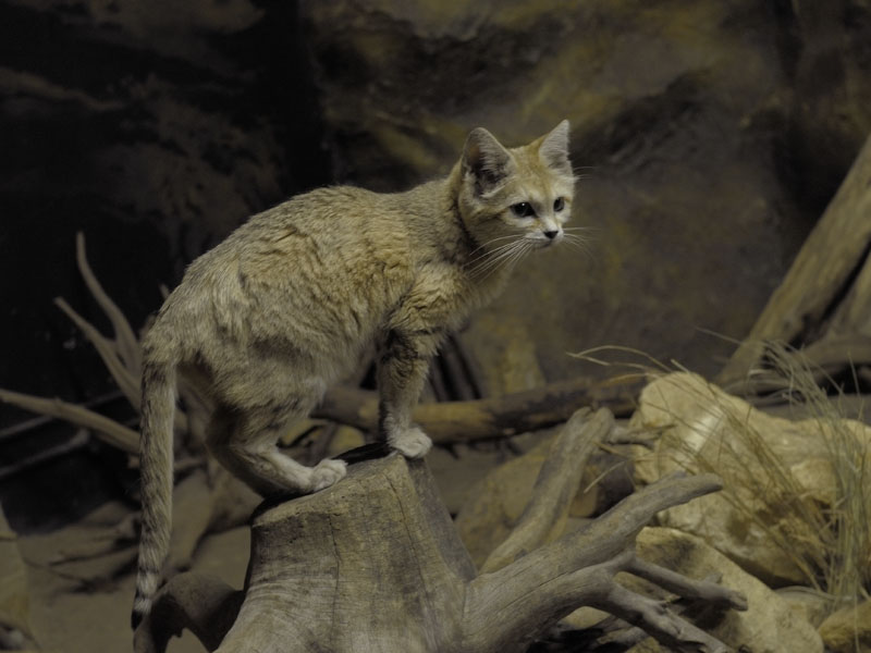 Sand cat