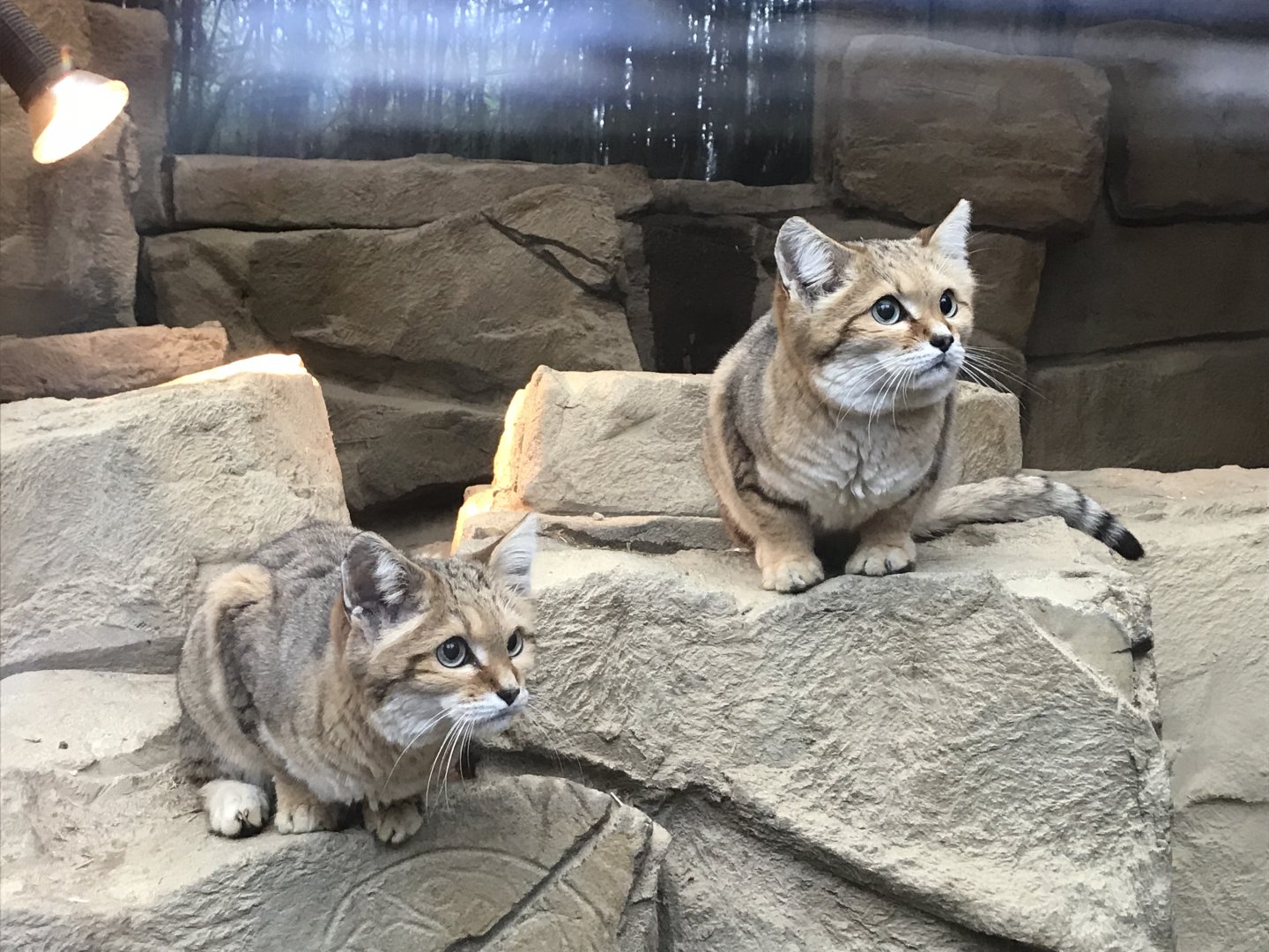 Sand cats 040319