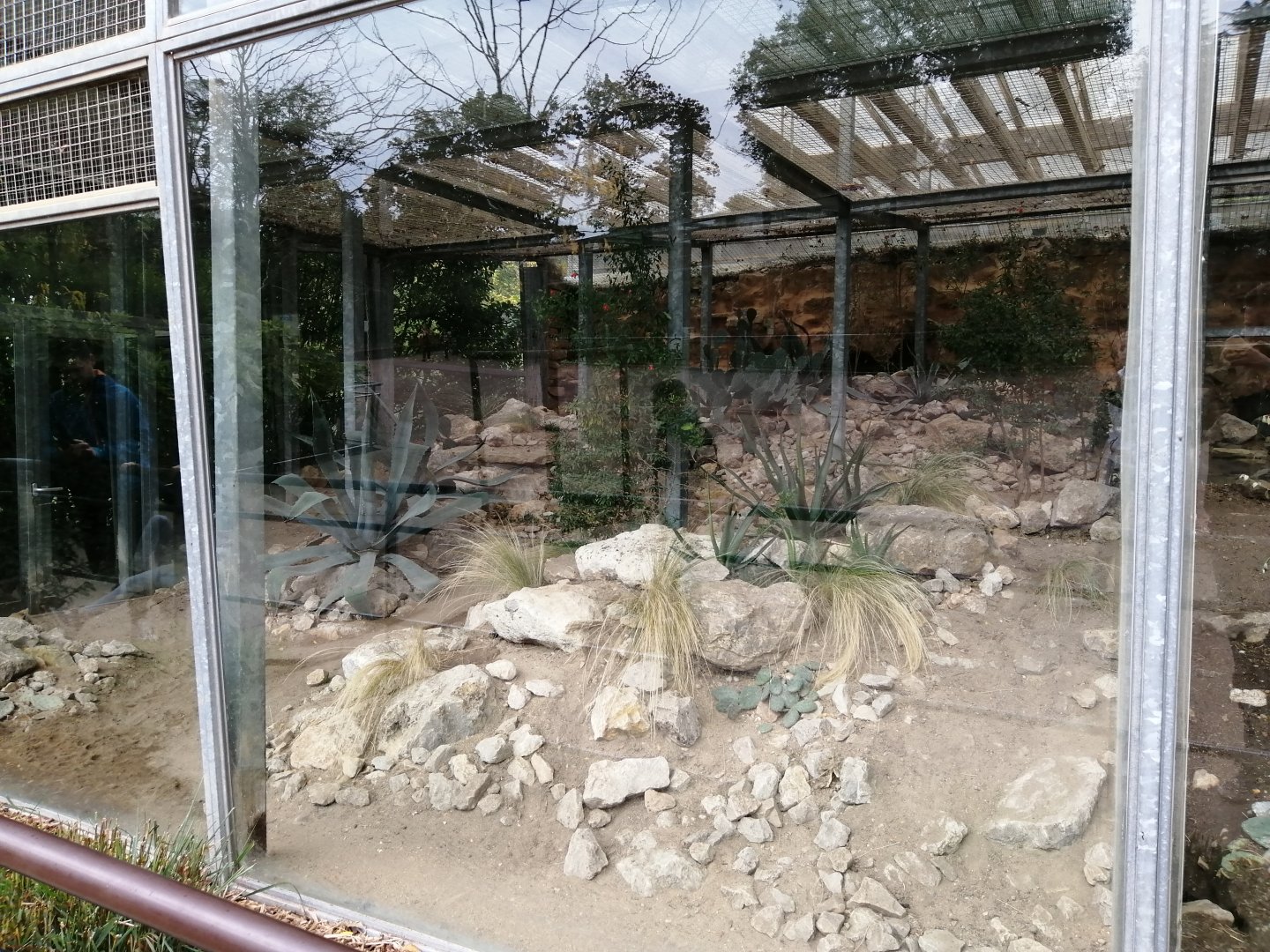 Sand Cats Exhibit arround the African Savana