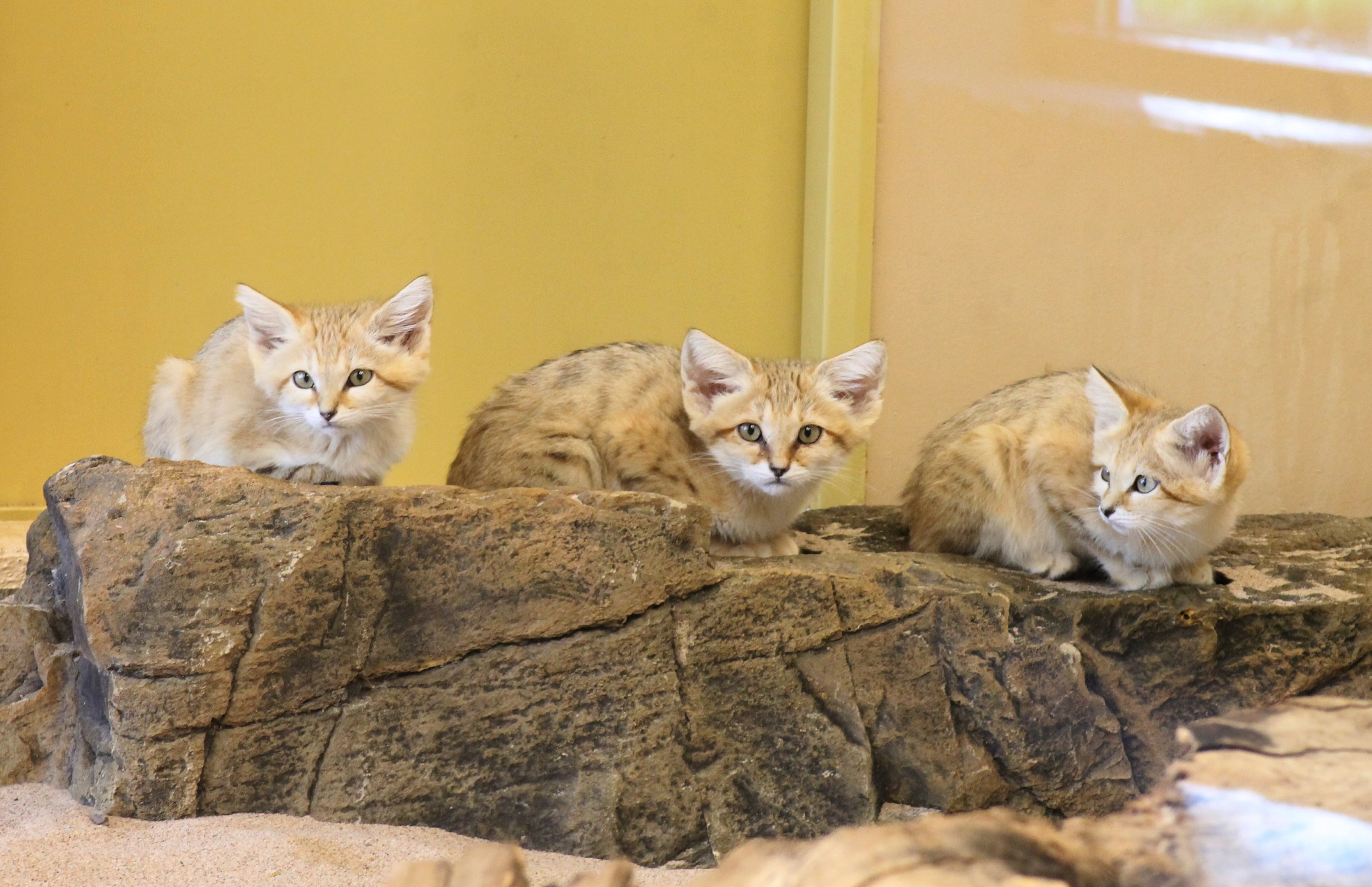 Sand cats (Felis margarita)