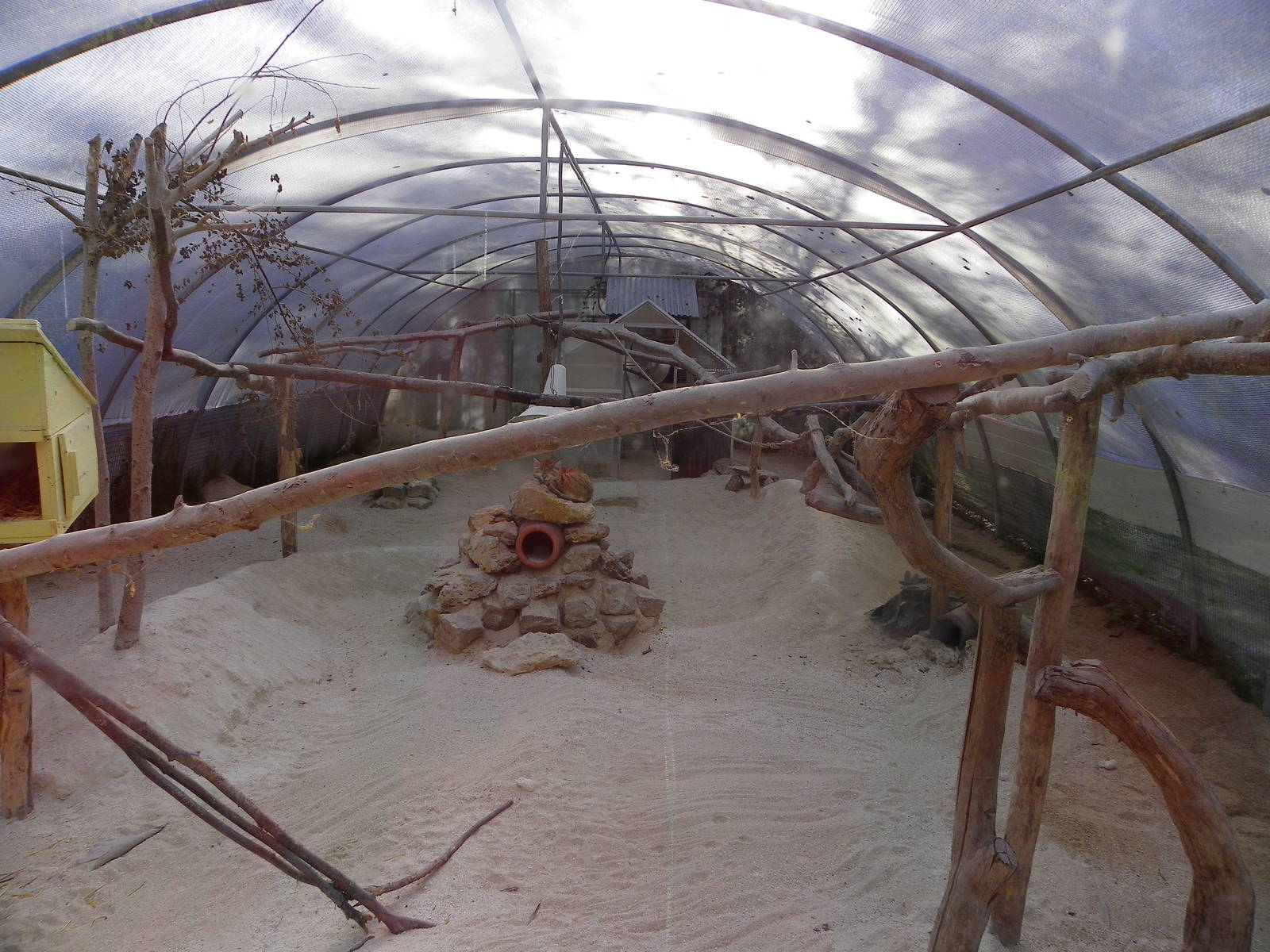 Sand cats indoor enclosure