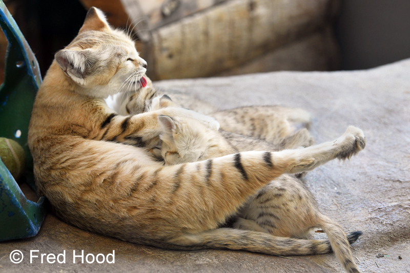 sand cats nursing