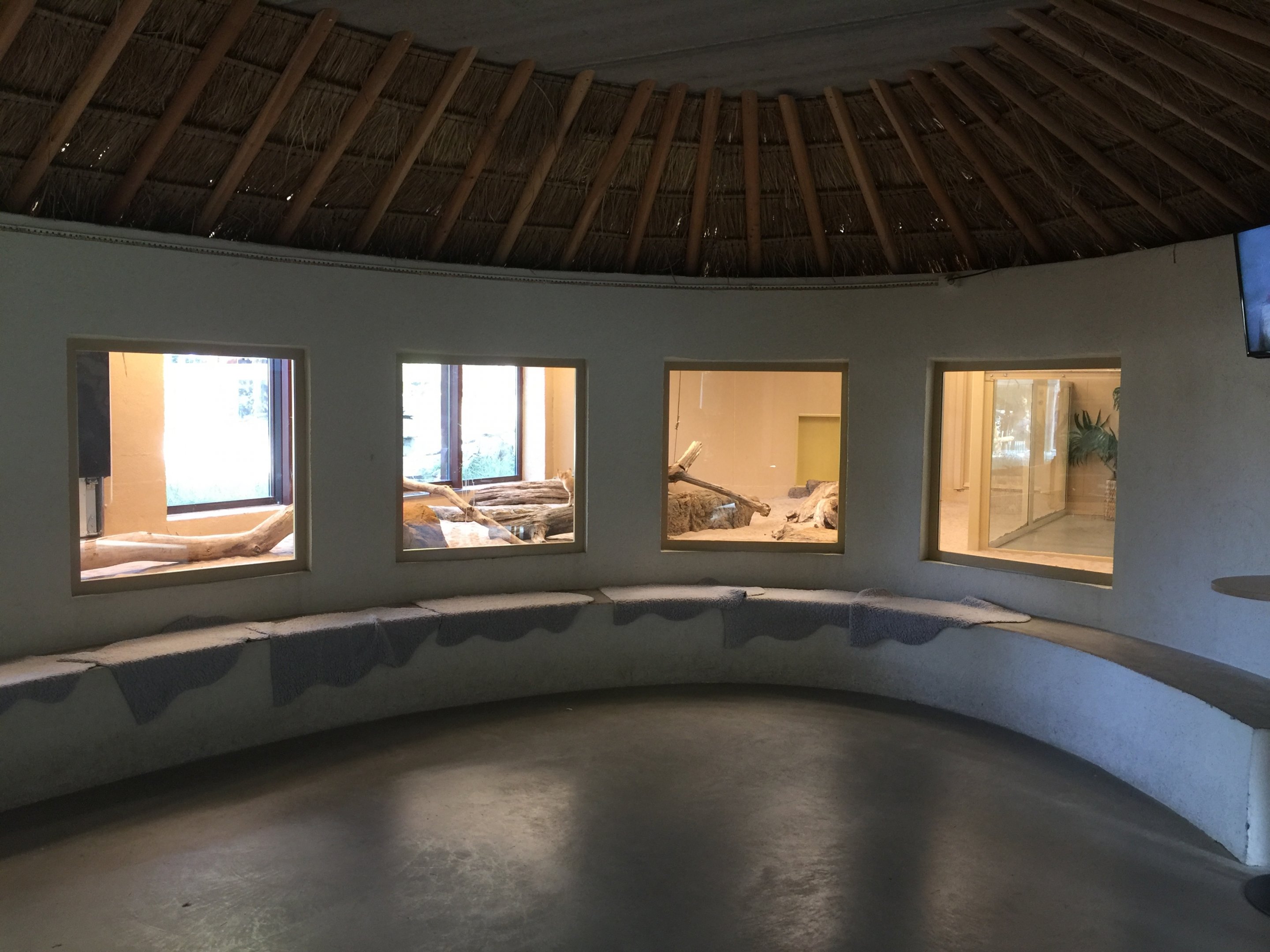 Sand cats | The Desert House