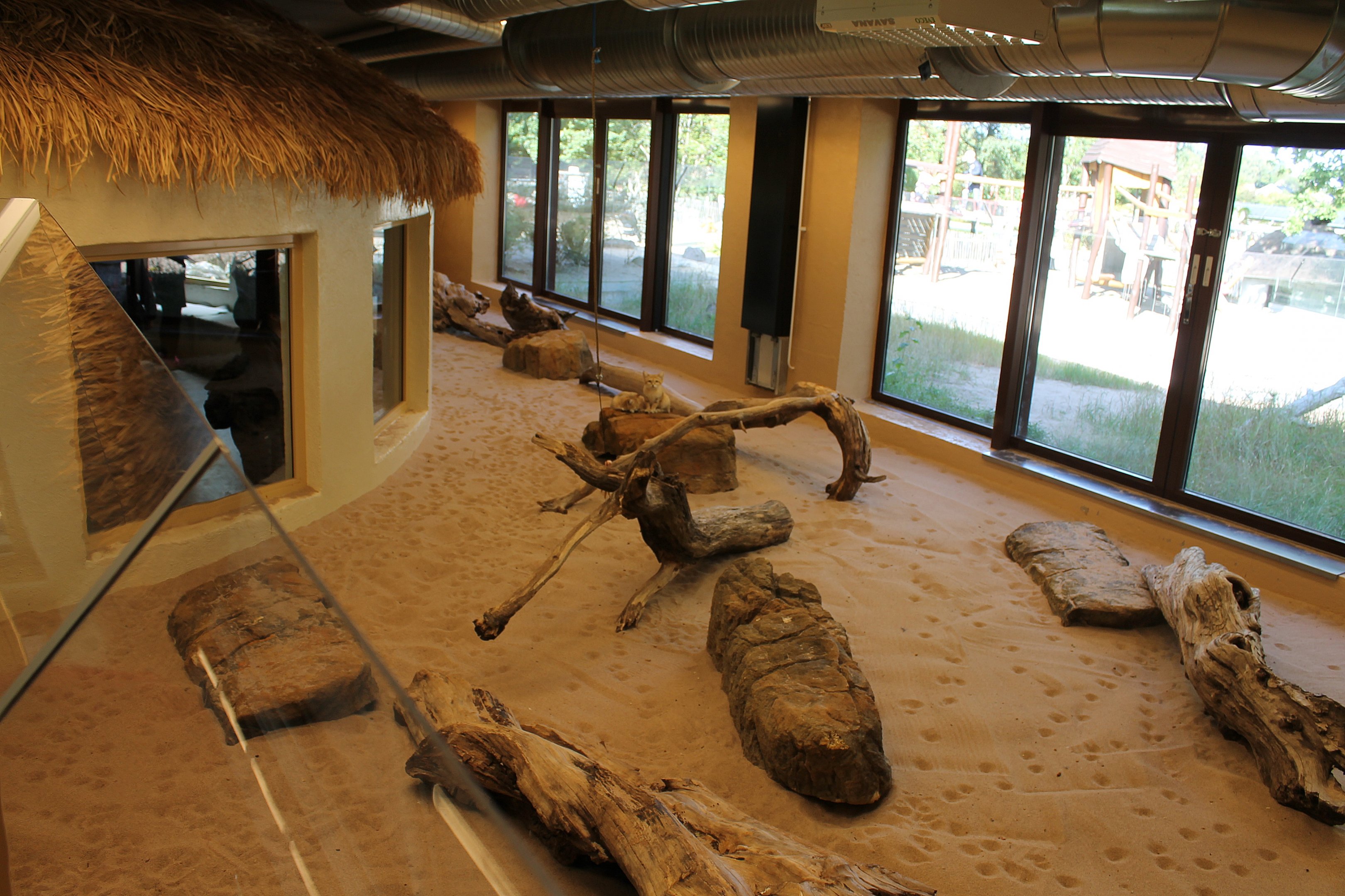 Sand cats | The Desert House